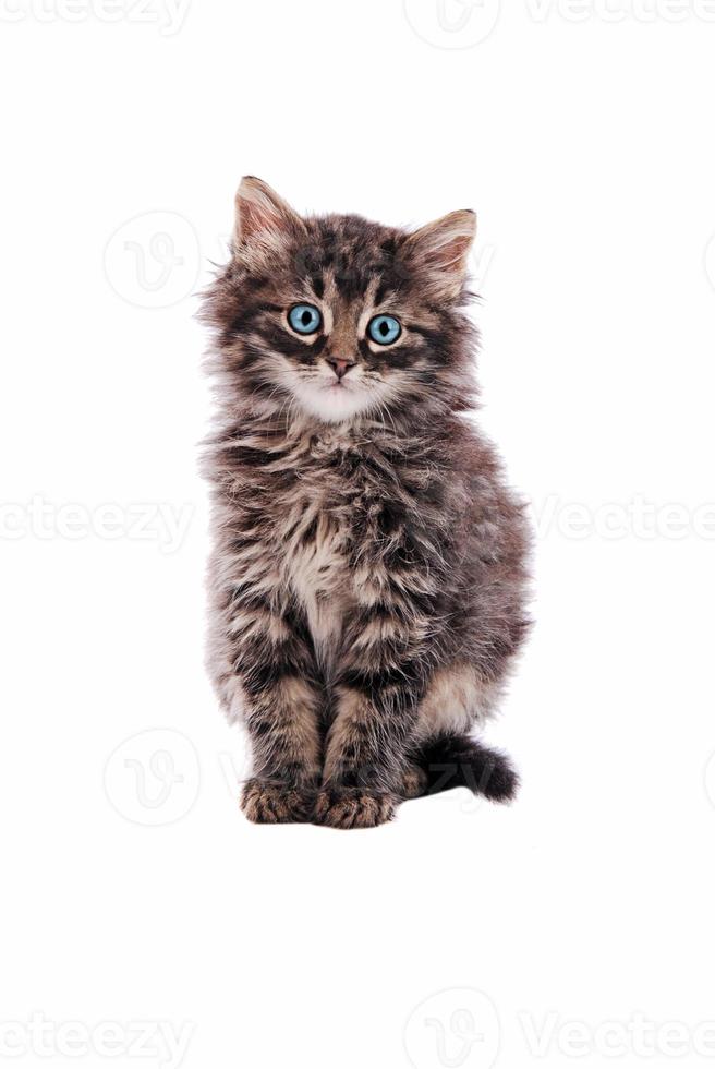 Adorable fluffy tabby cat photo
