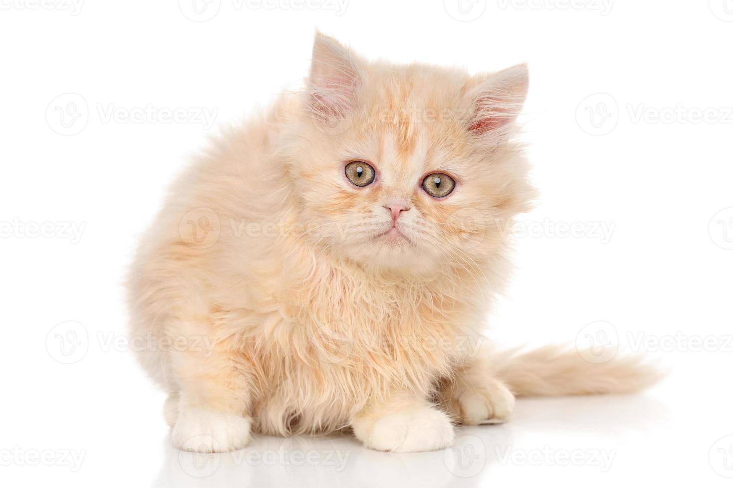 Persian kitten photo