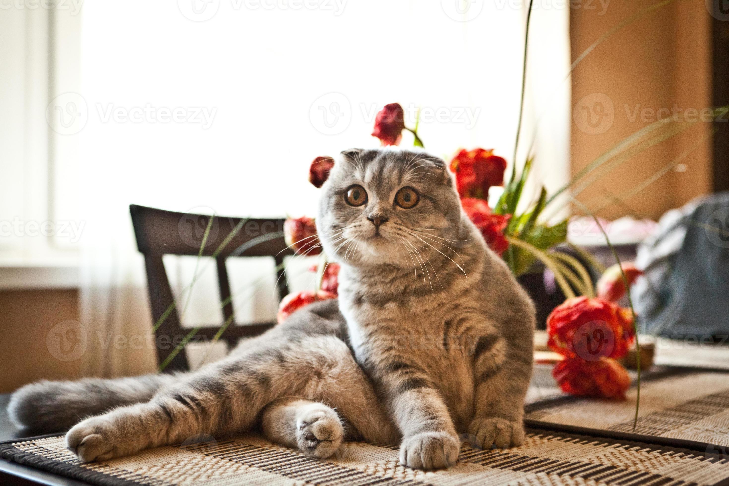 шотландская вислоухая кошка описание. сведение о кошке вислоухая. описание шотландского вислоухого кота. европейская кошка короткошерстная фото описание породы характер. минусы шотландских кошек.