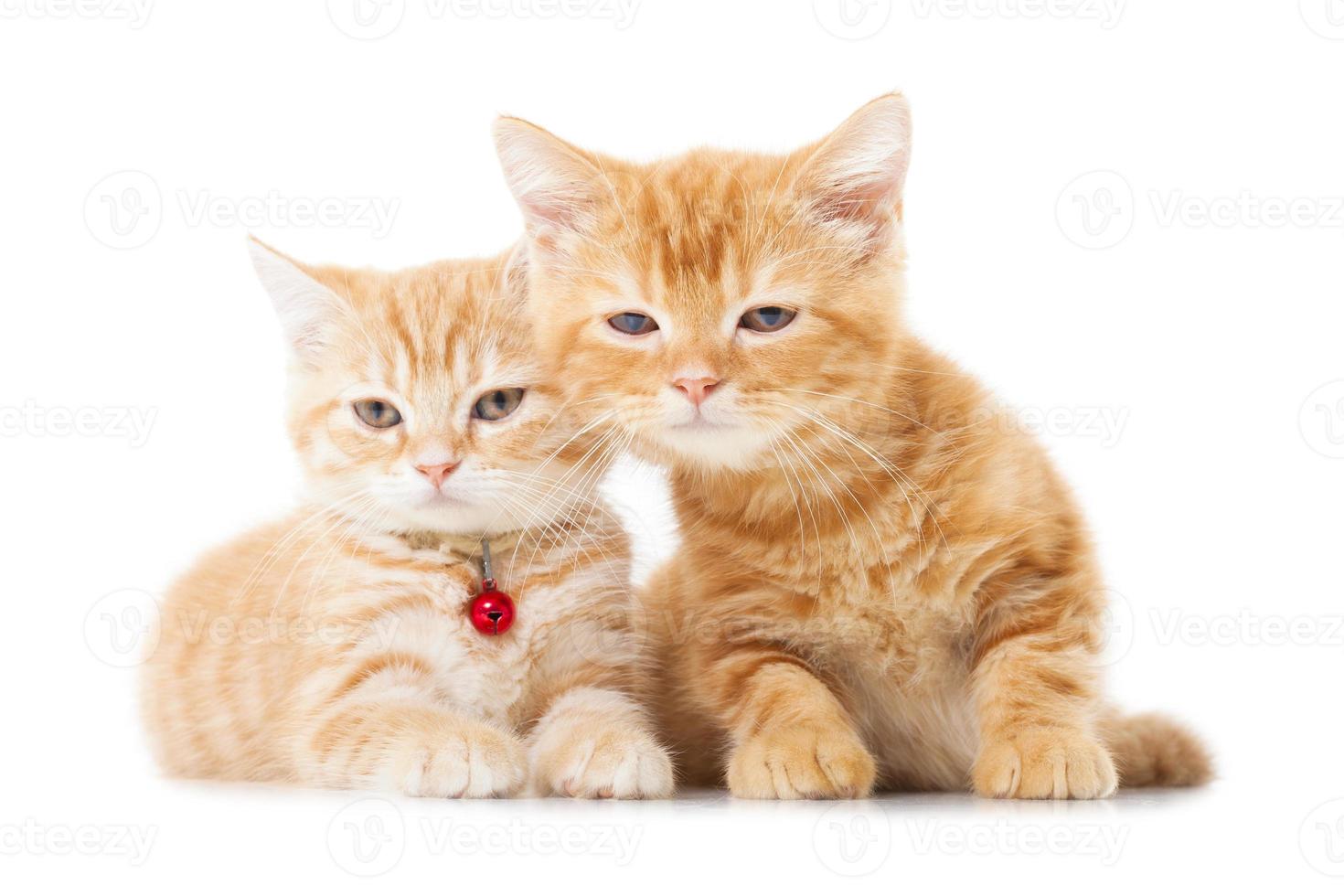 Two little Ginger british shorthair cats over white background photo