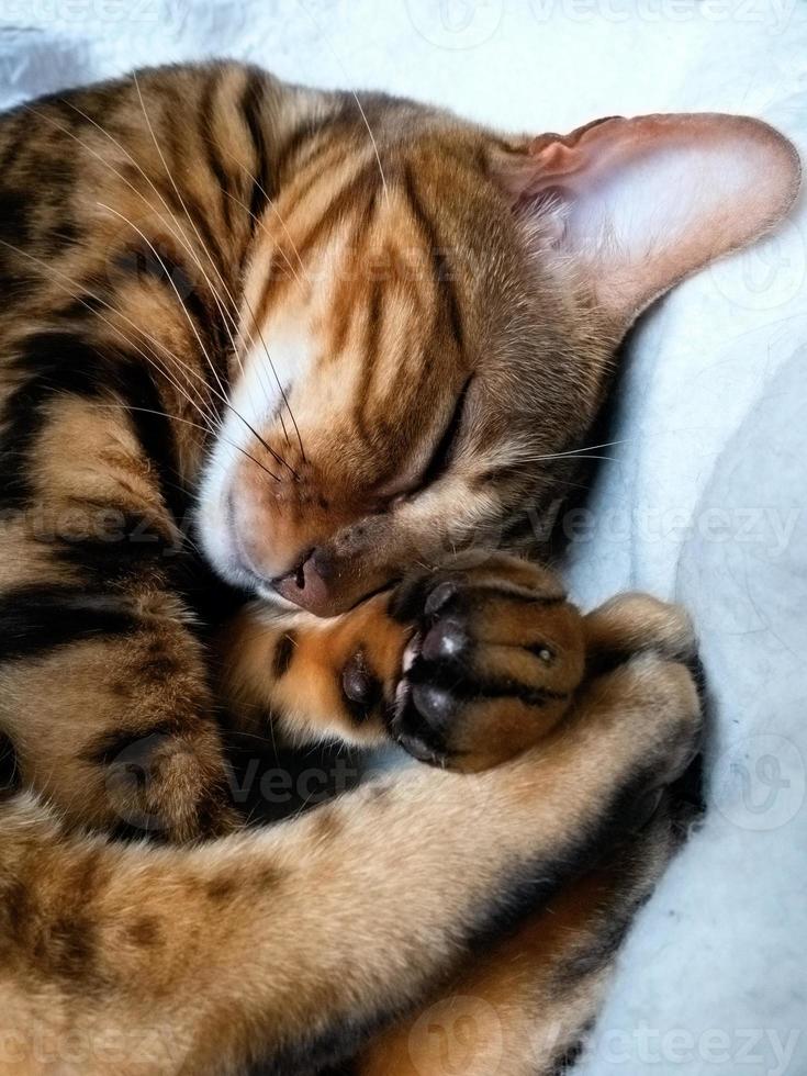 gato de bengala: gato de bengala durmiendo en casa foto