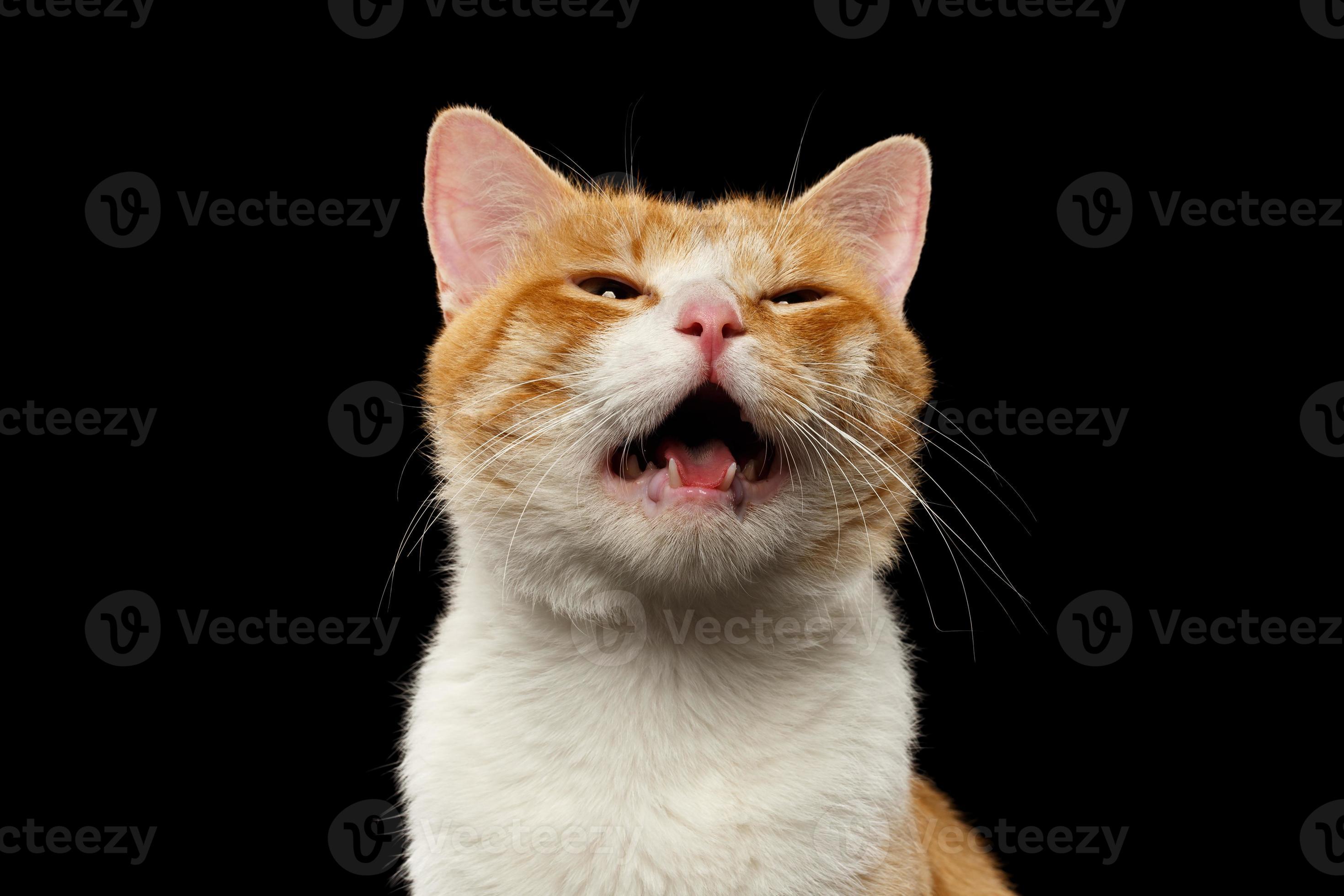 Closeup maullando gato jengibre en negro foto