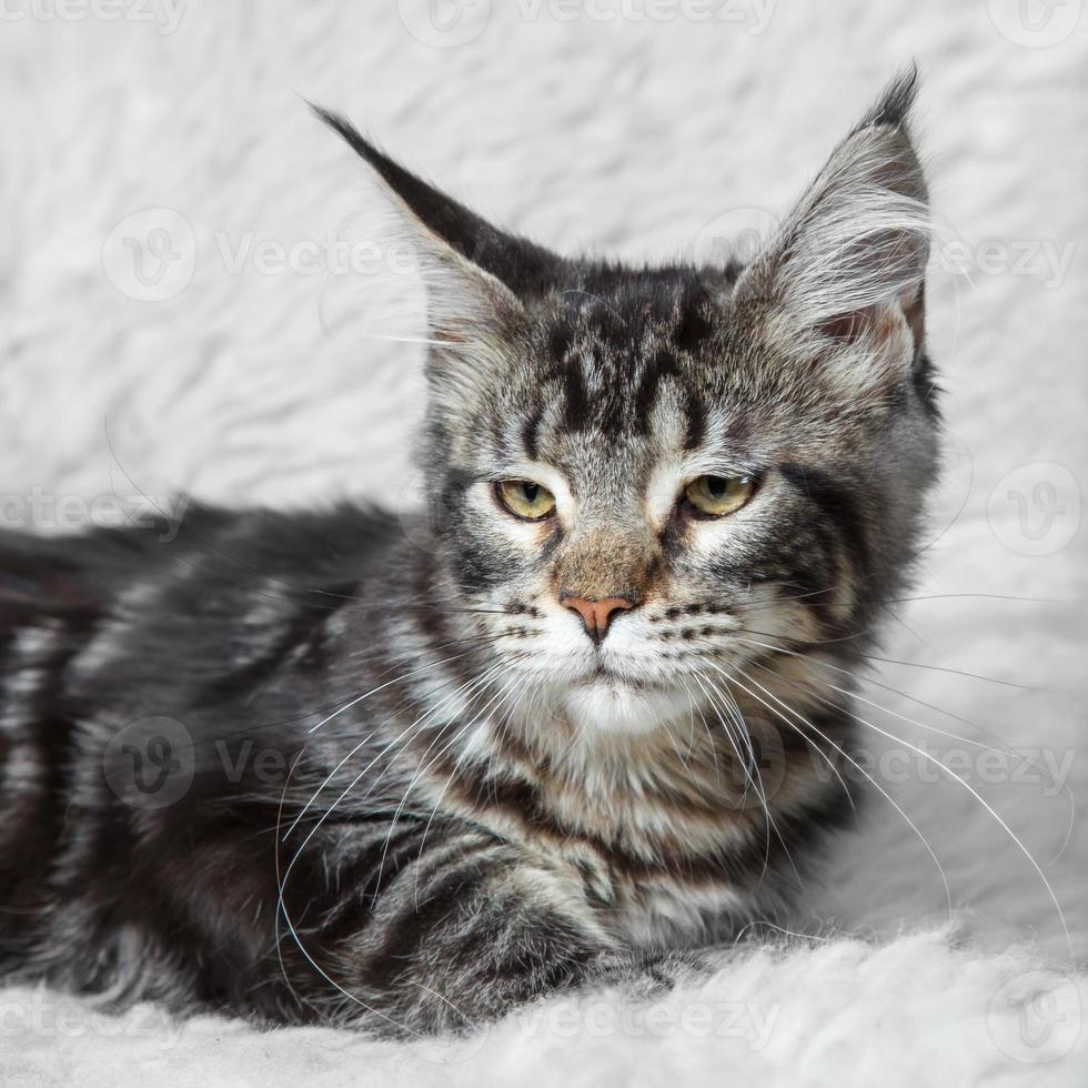 gato atigrado maine coone negro posando sobre piel de fondo blanco foto