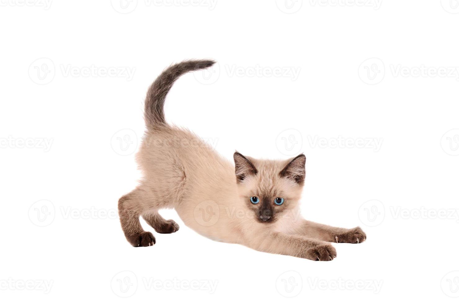 Stretching siemese kitten photo