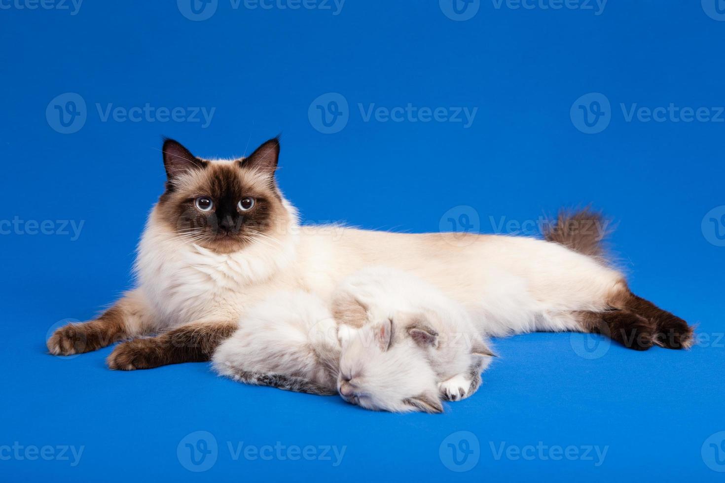 Siberian forest mother cat with kittens photo