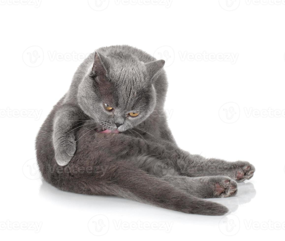Grey cat cleaning fur photo