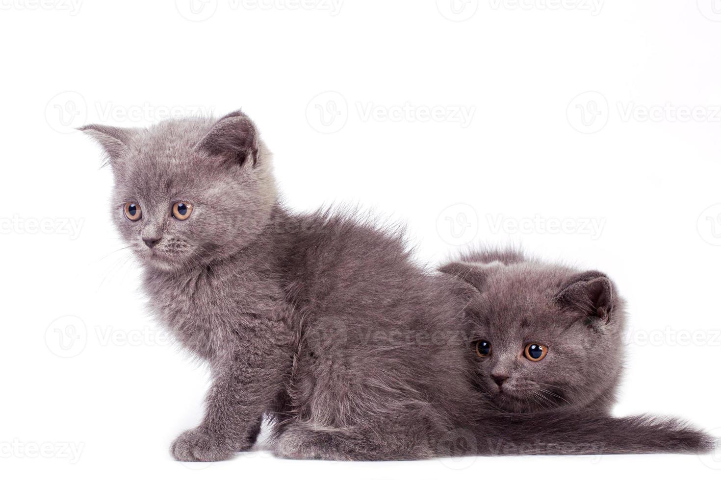 British Shorthair kittens, white background photo
