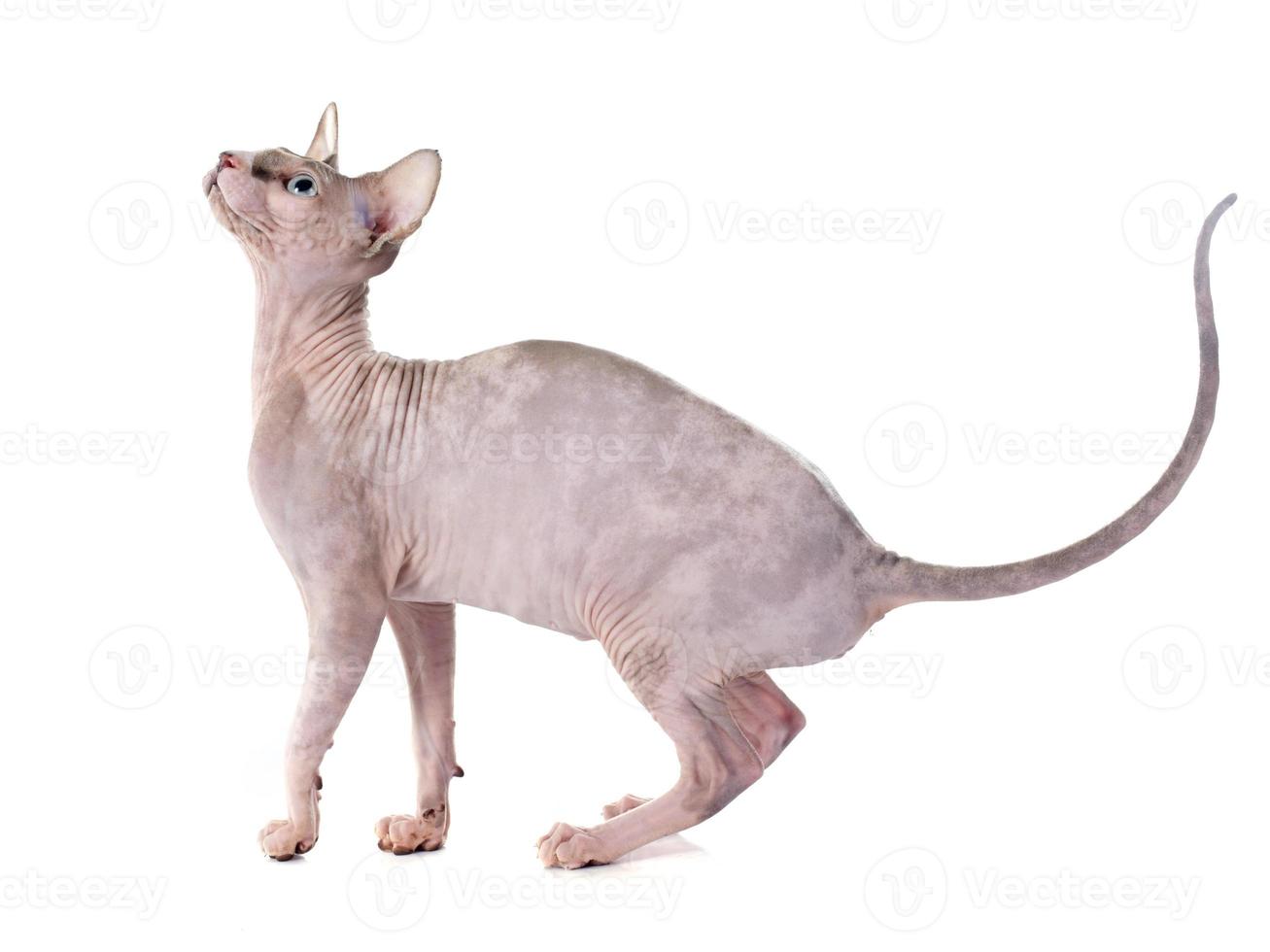 Sphynx Hairless Cat photo