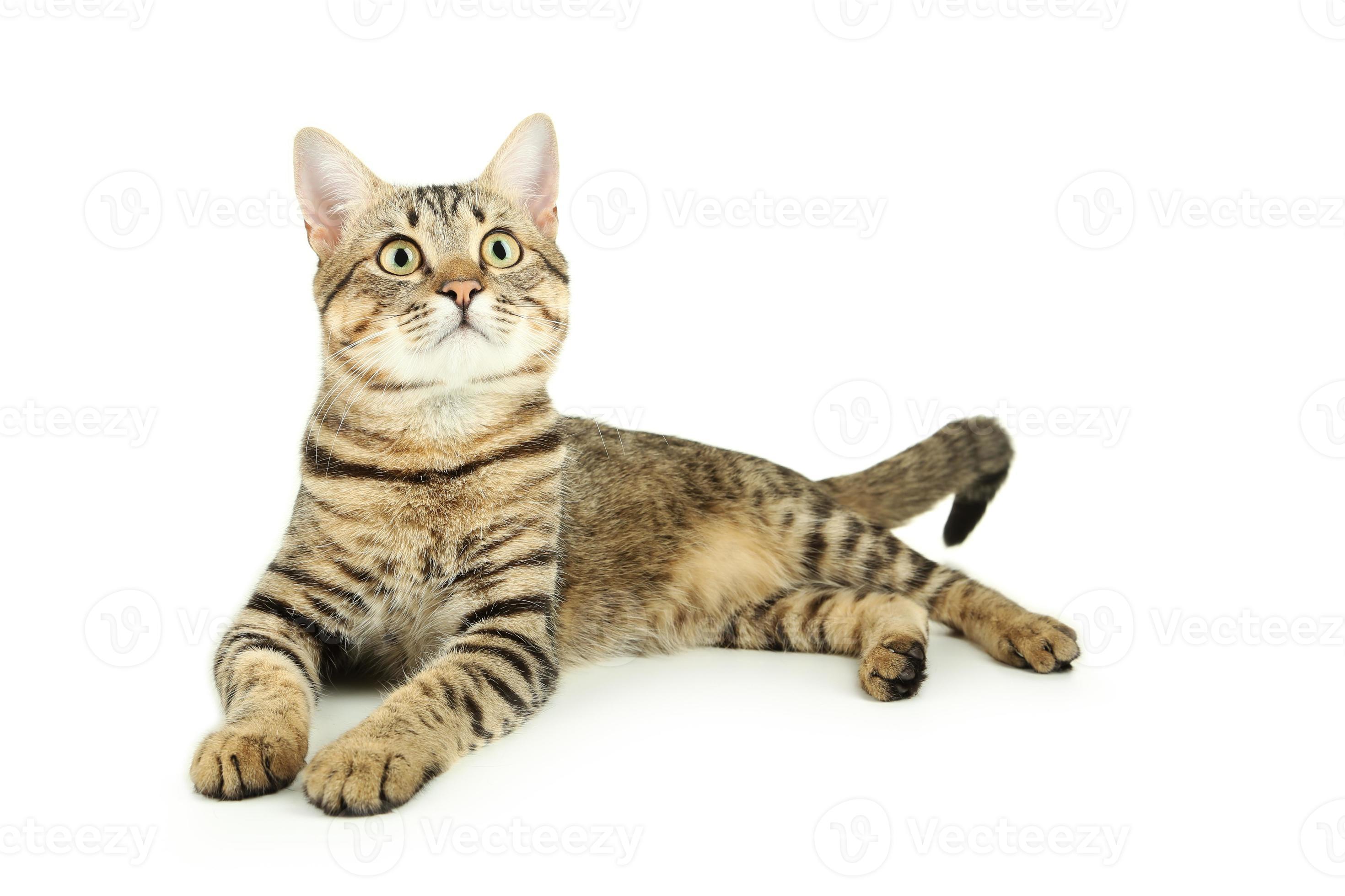 Beautiful cat on white background 843328 Stock Photo at Vecteezy