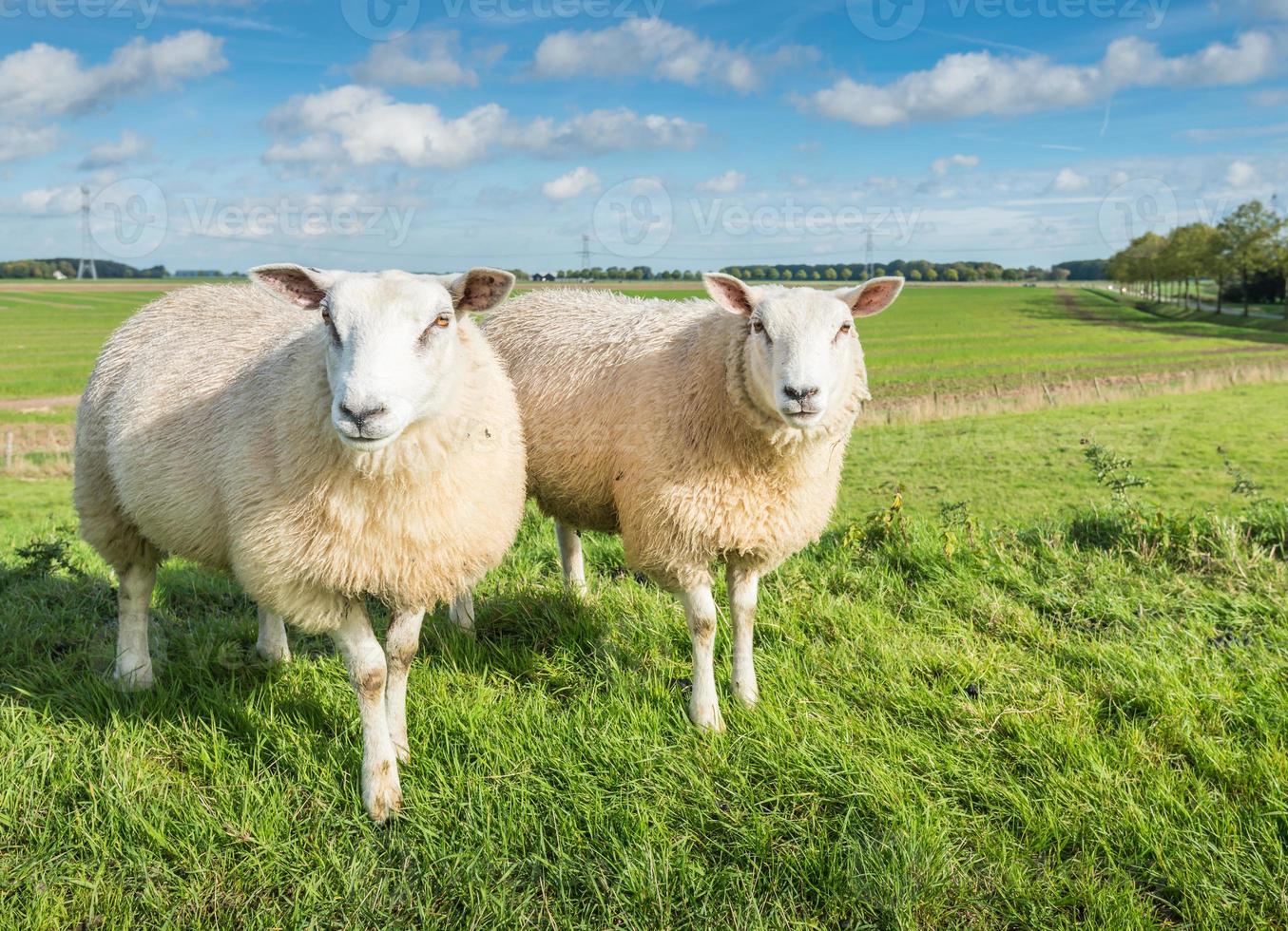 Two curiously looking sheep photo