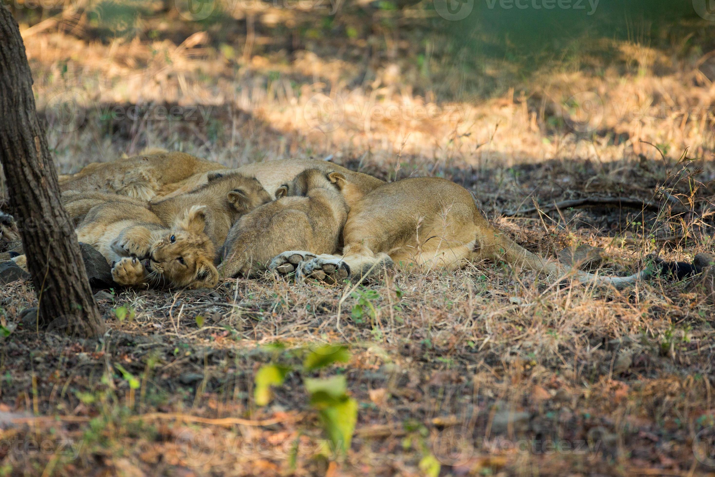Suckling Asiatic Lion cubs photo