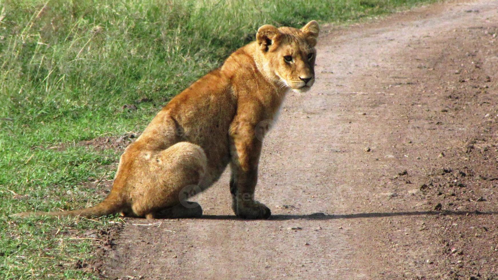 cachorro de león en masai mara foto