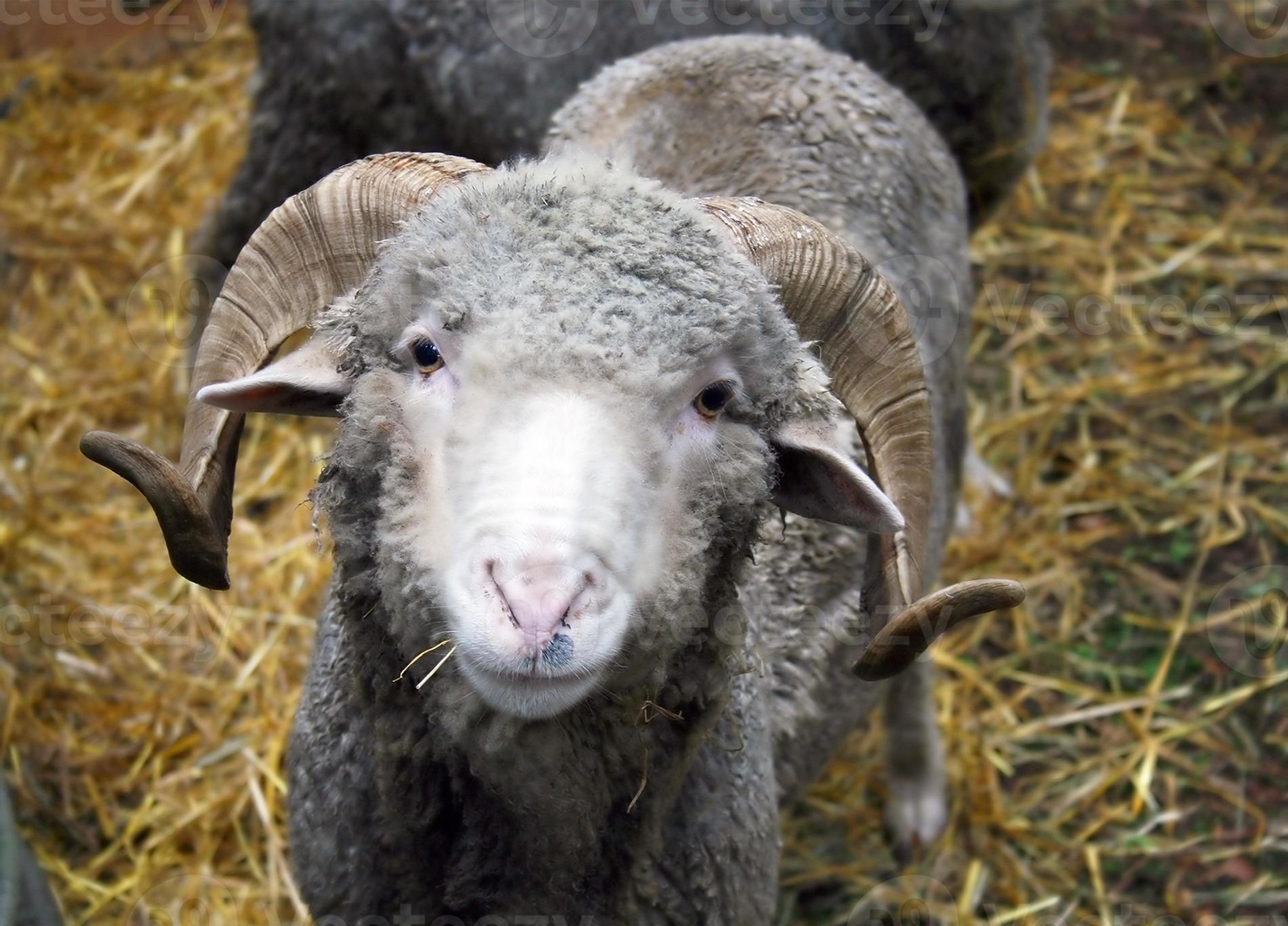 gray sheep 843652 Stock Photo at Vecteezy