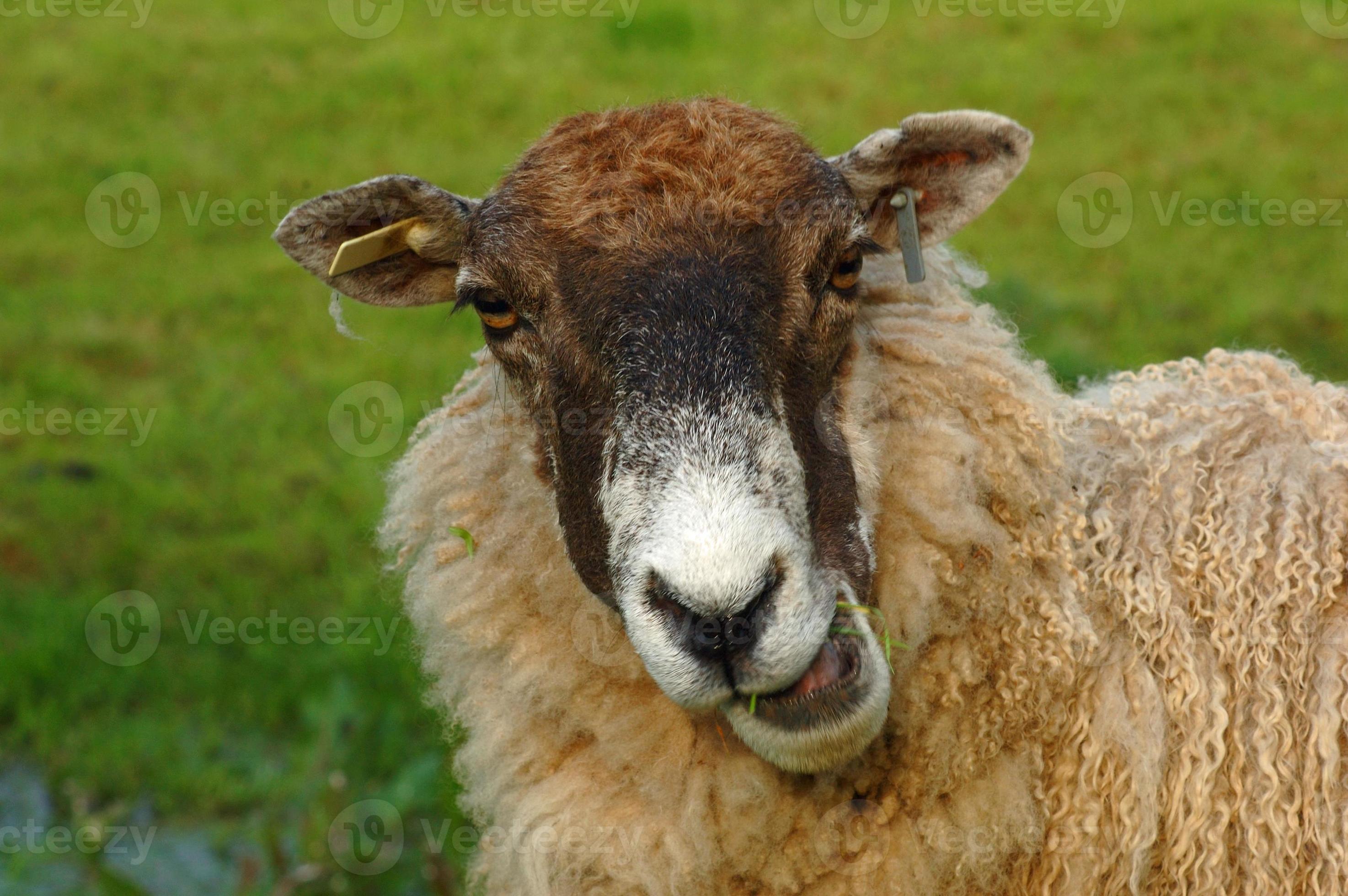 Why Everyone Is Talking About Hampshire Sheep - 3la5c2k