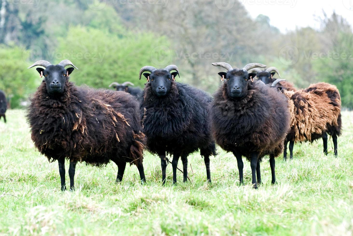 Hebridean sheep 843761 Stock Photo at Vecteezy