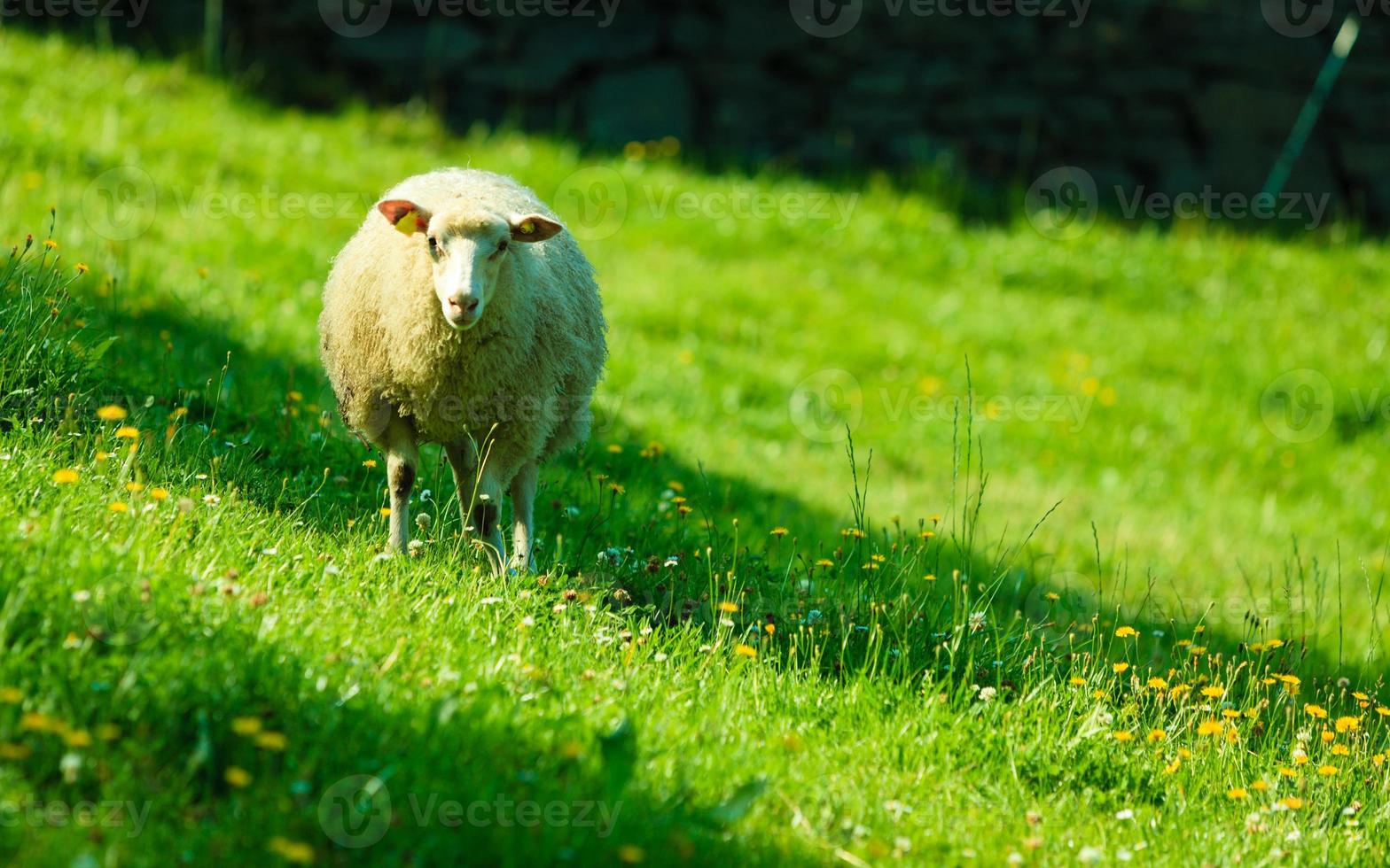 Sheep on beautiful mountain meadow in Norway 843877 Stock Photo at Vecteezy