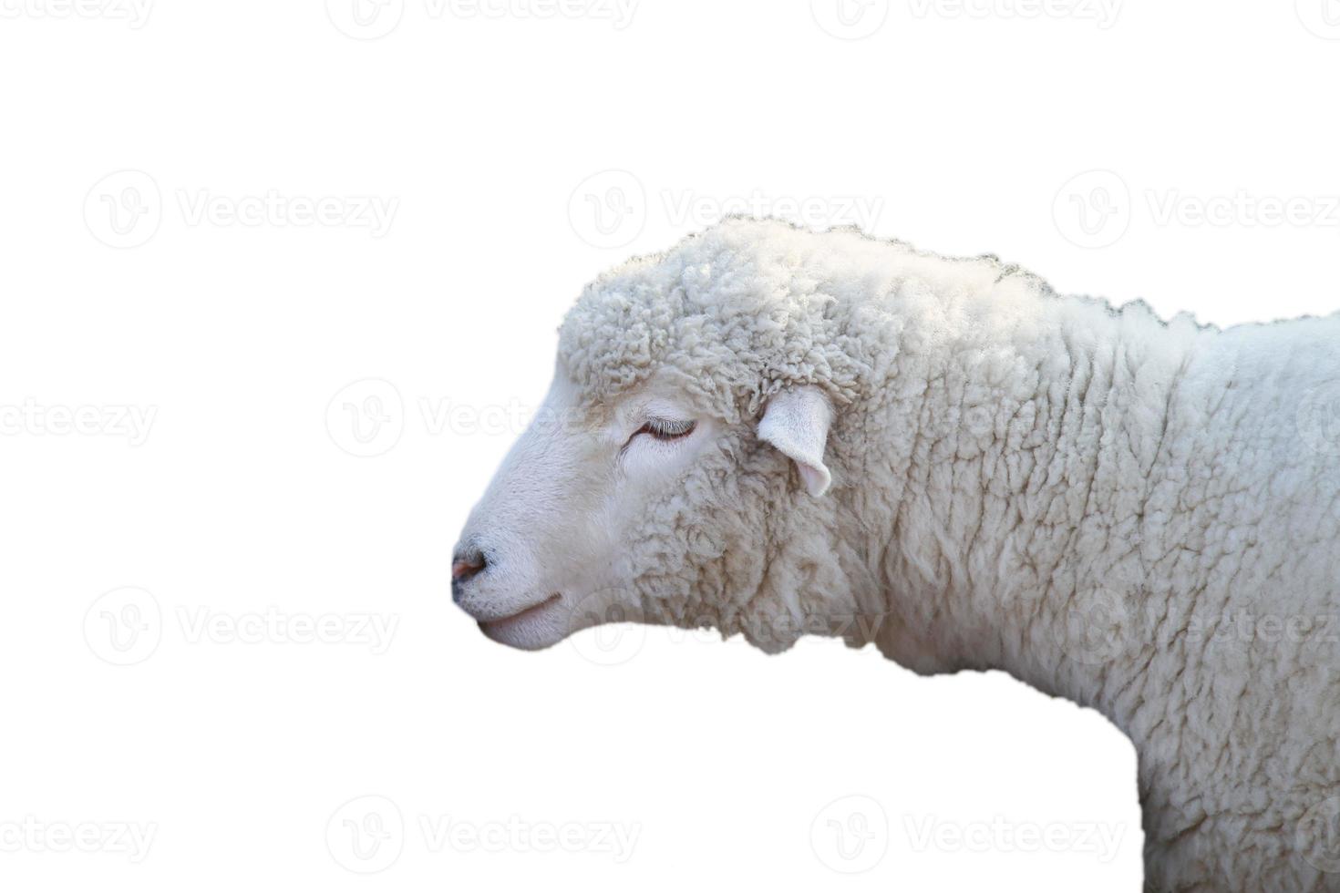 retrato de oveja foto