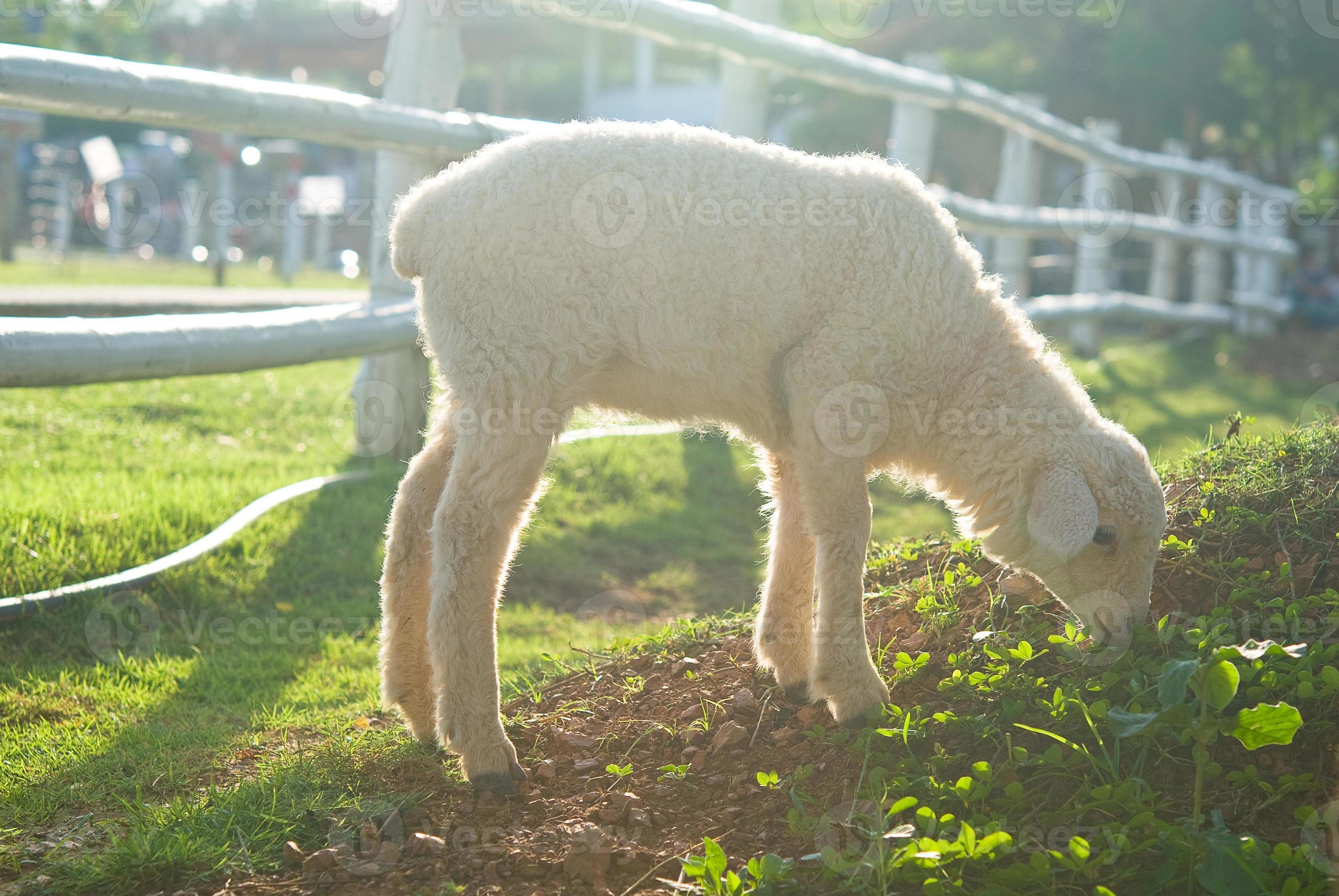 Lamb eating grass on the field 843966 Stock Photo at Vecteezy
