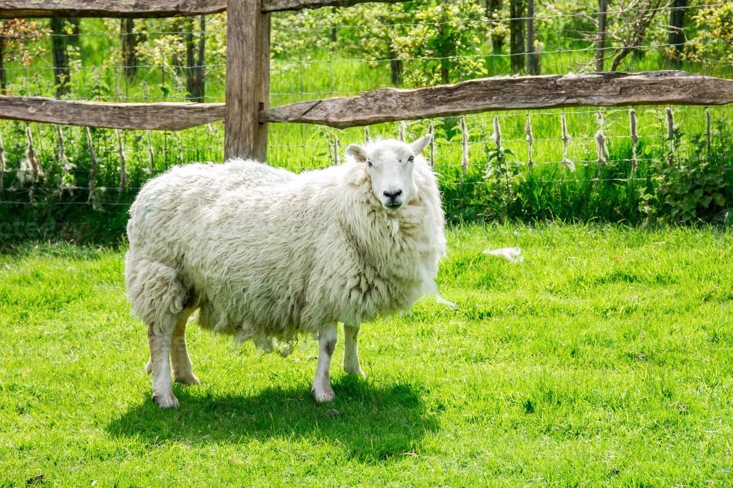 oveja sola mirando a cámara foto