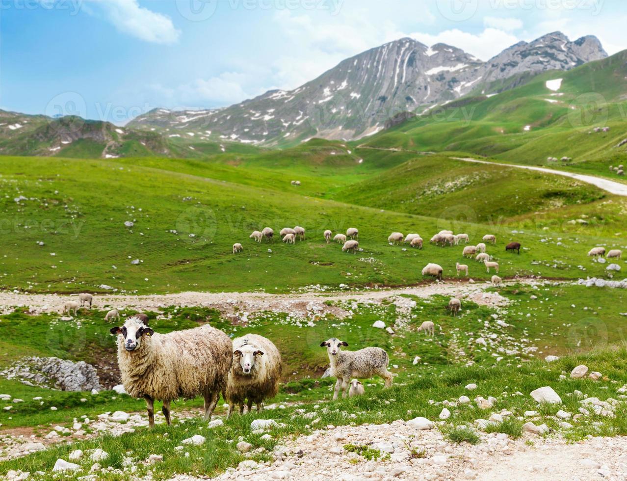 rebaño de ovejas en las montañas foto