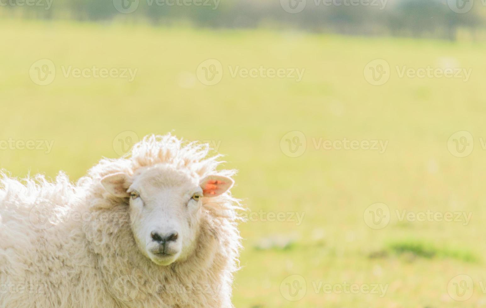 Sheep looking at camera. photo