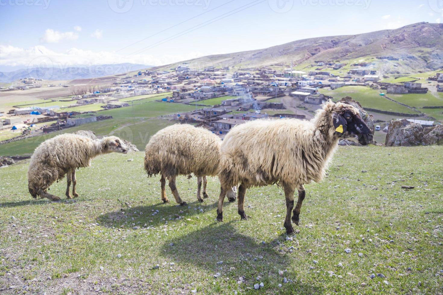 ovejas (rebaños) alimentándose de pradera foto