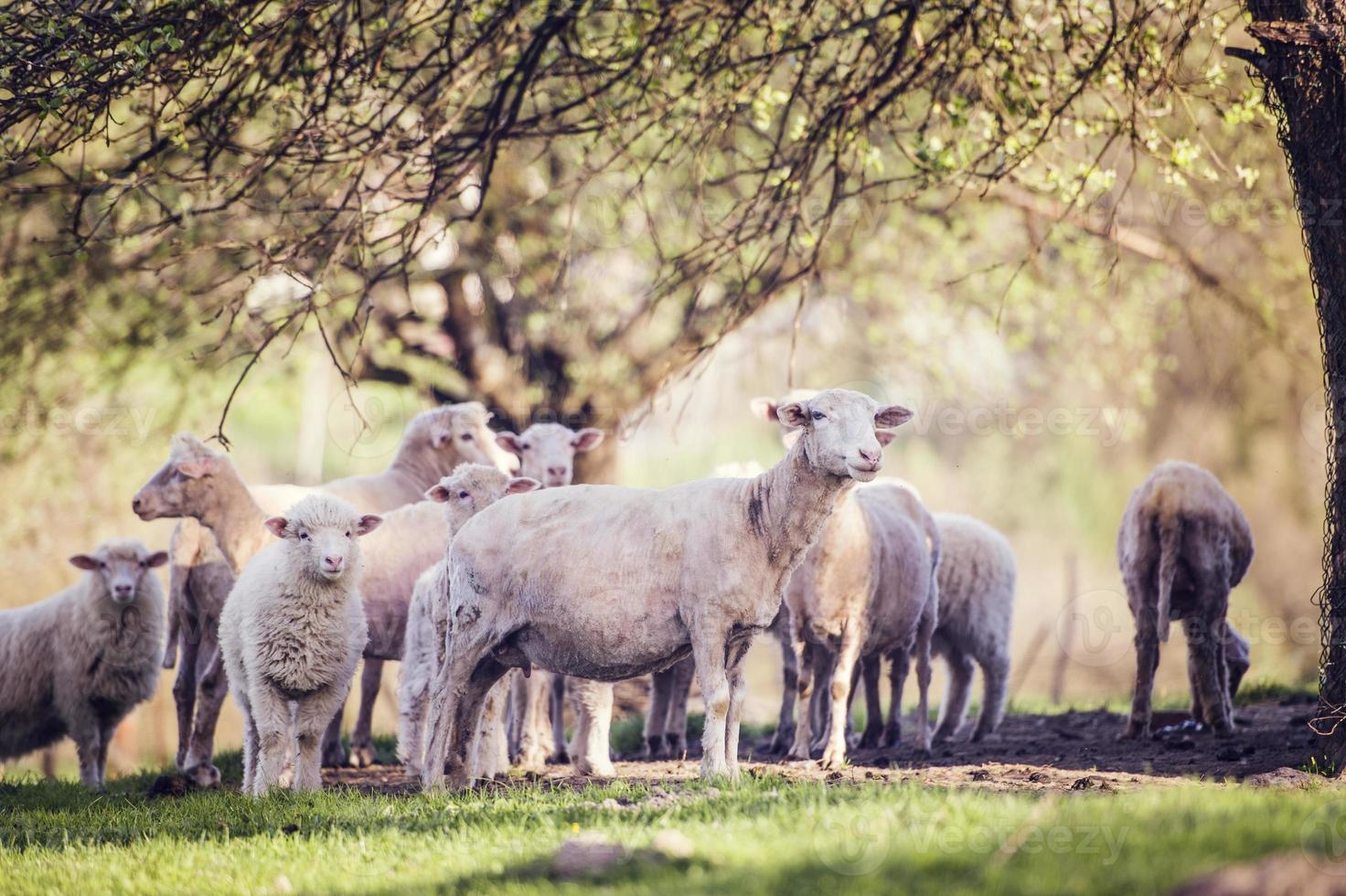 Flock of sheep 844171 Stock Photo at Vecteezy