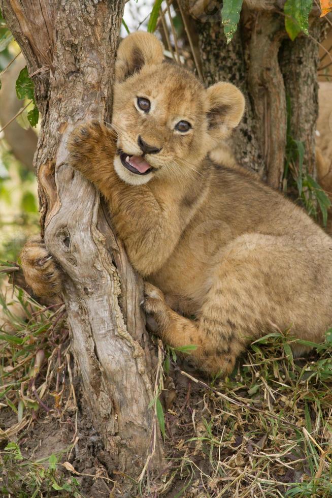 Lion cub playing on a tree photo