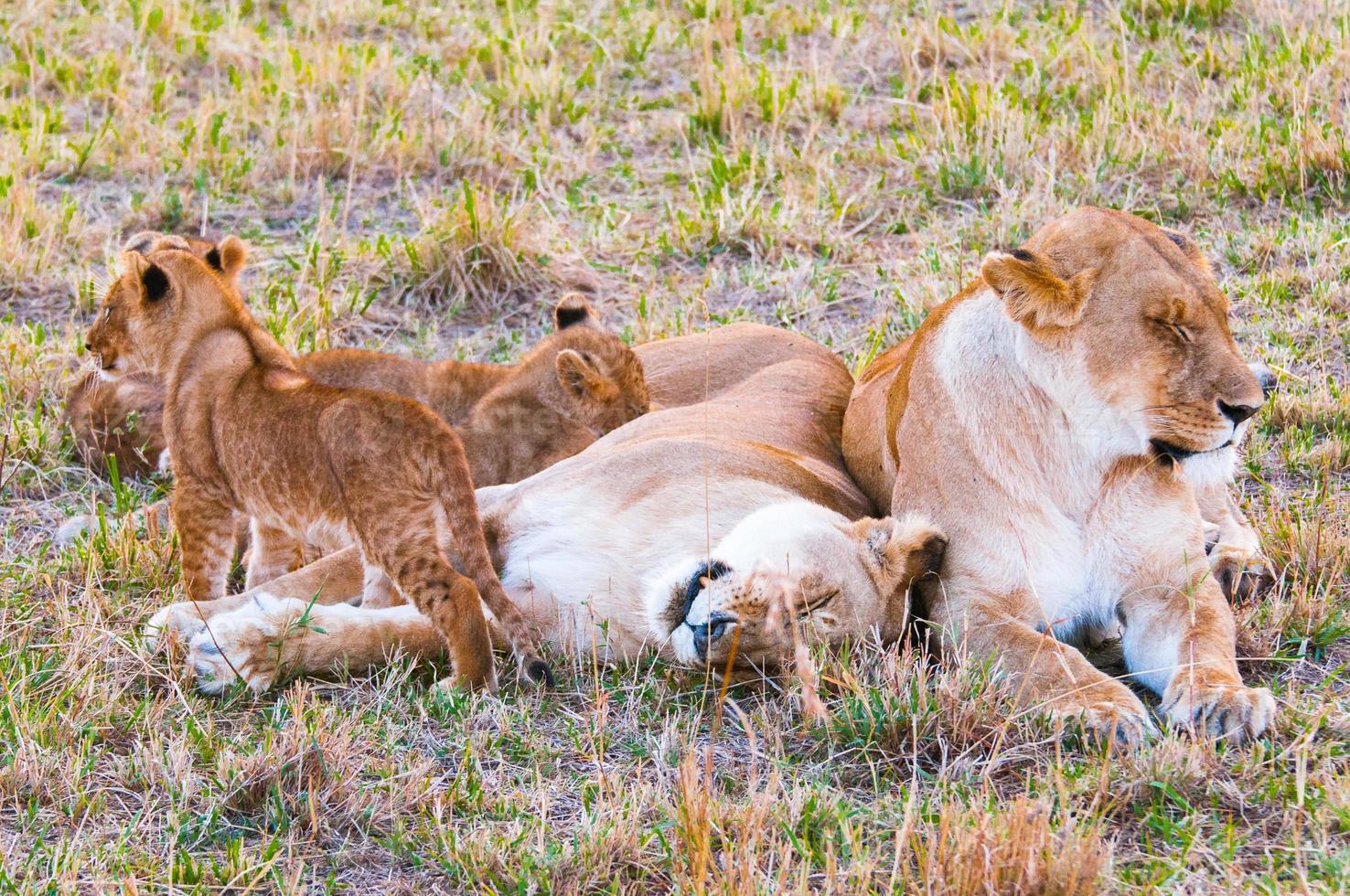 león en kenia foto