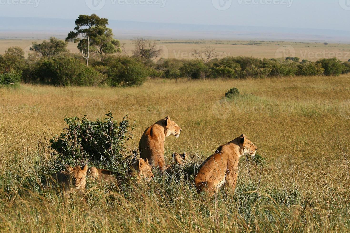 Group of wild lions photo