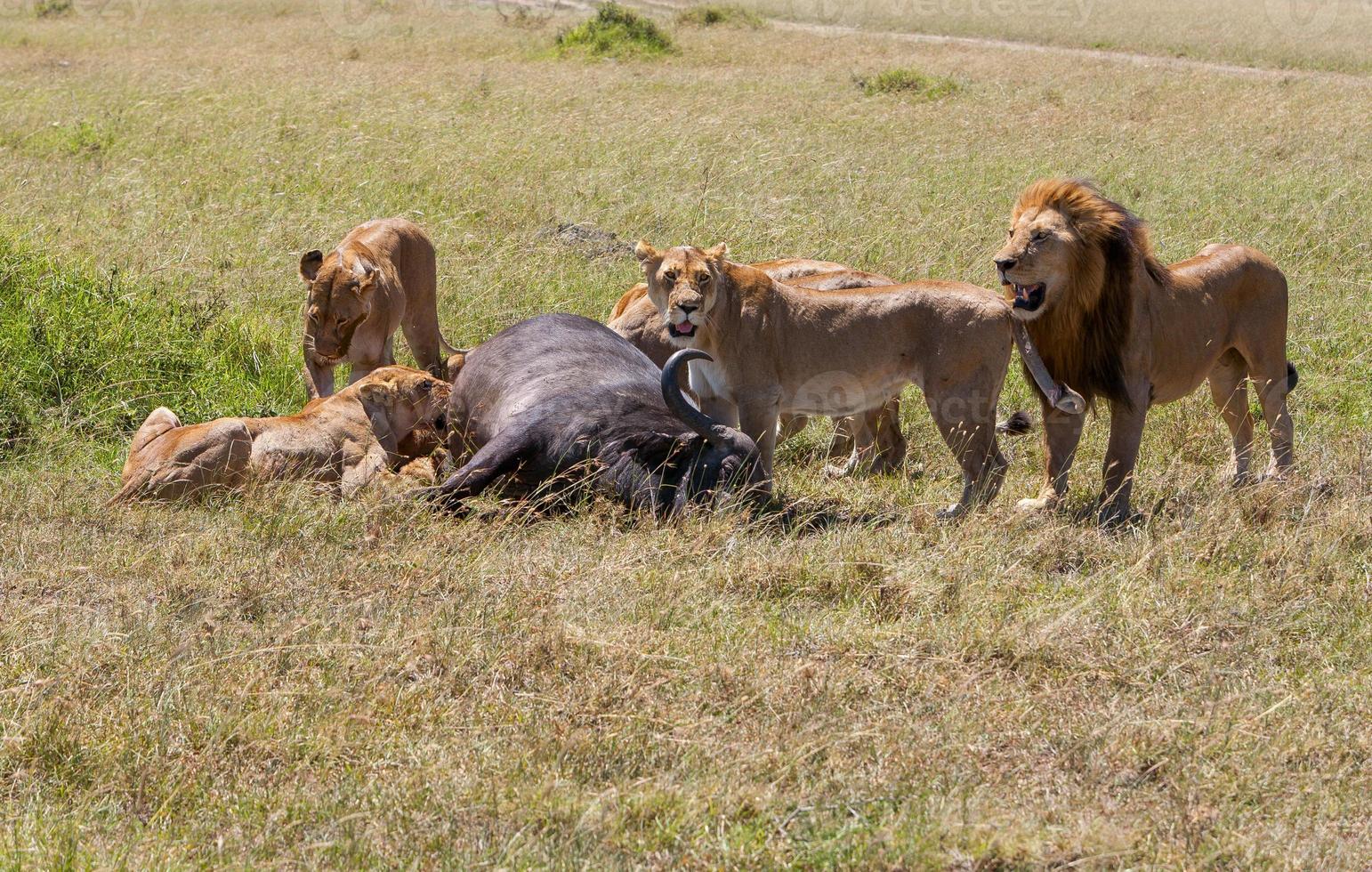 Lions Feeding photo