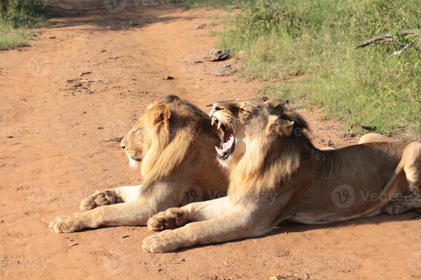 Lion Yawing photo