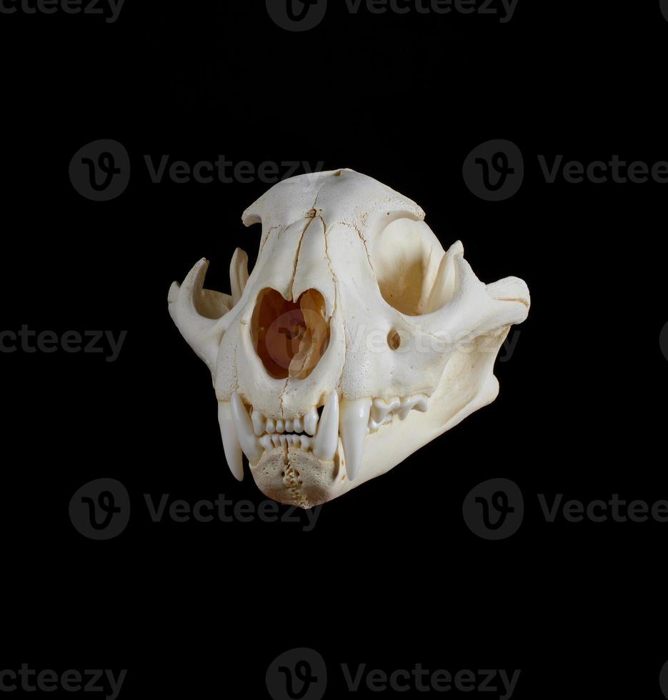 Mountain Lion Skull. photo