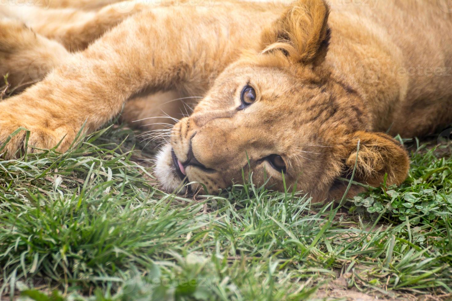 Baby Lion photo