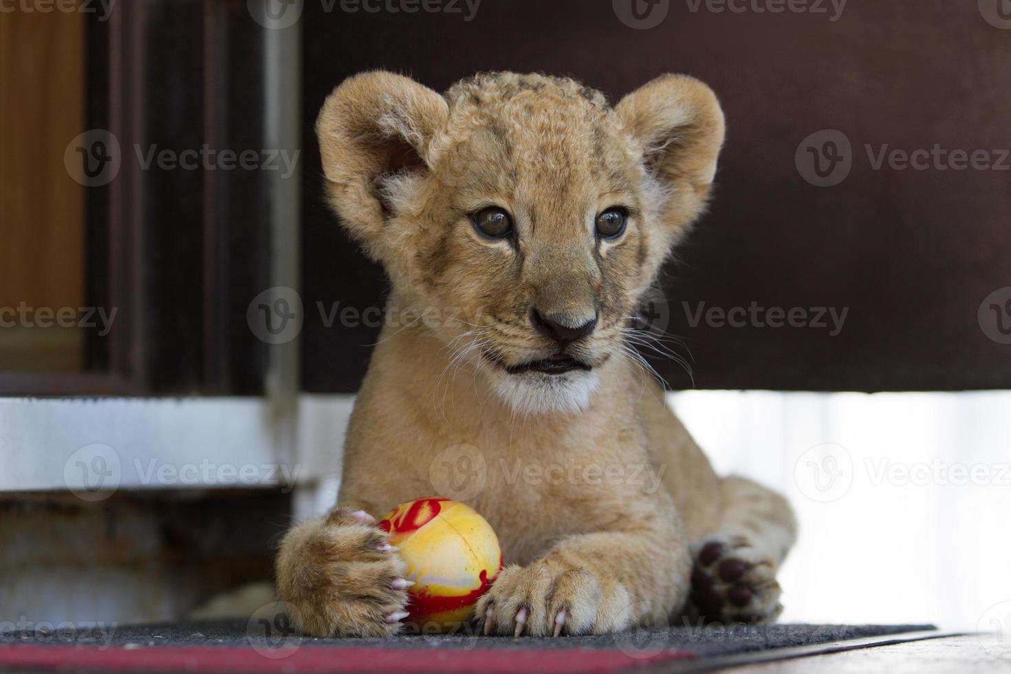 Cute little lion cub playing with a ball photo