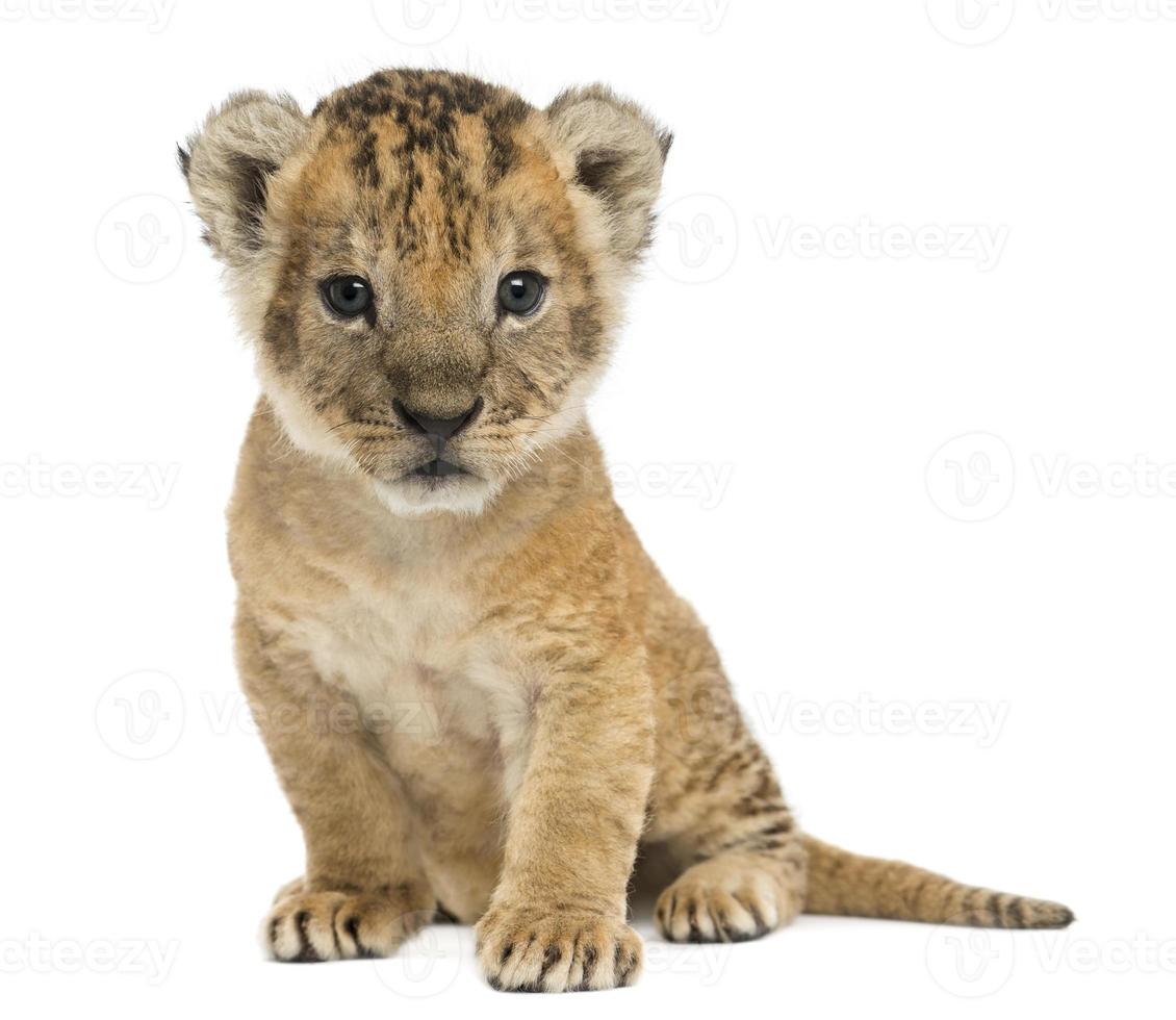 Lion cub sitting, looking at the camera, 16 days old photo