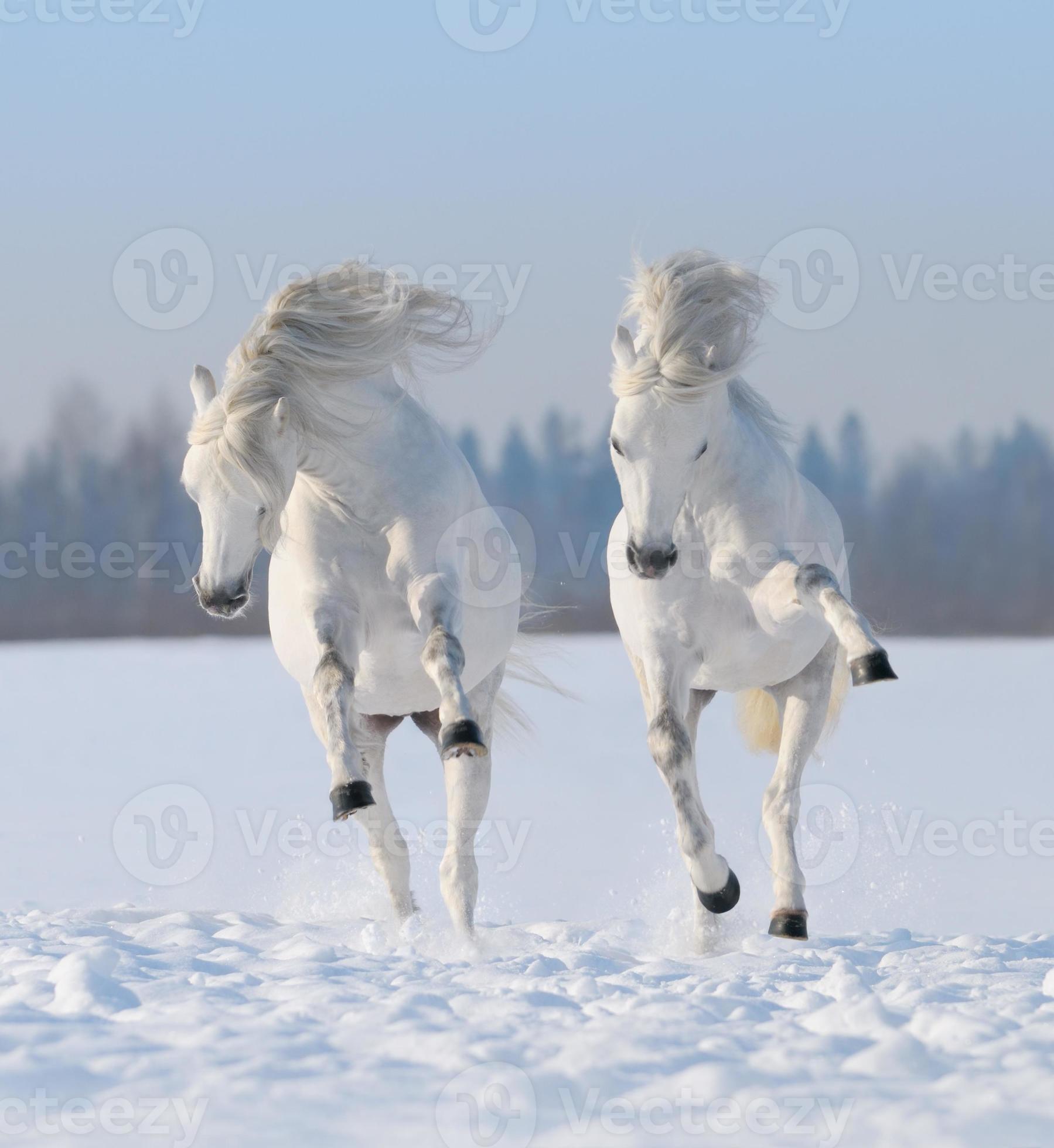 A Pair Of Snow White Horses Galloping In The Snow Stock Photo A Pair Of Snow White Horses Galloping In The Snow Stock Photo
