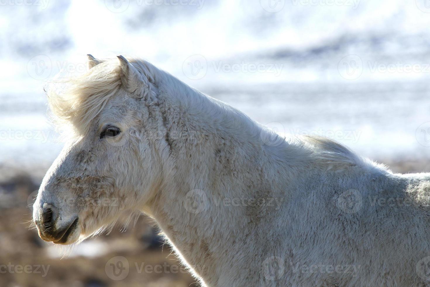Portrait of a white Icelandic horse in winter landscape photo