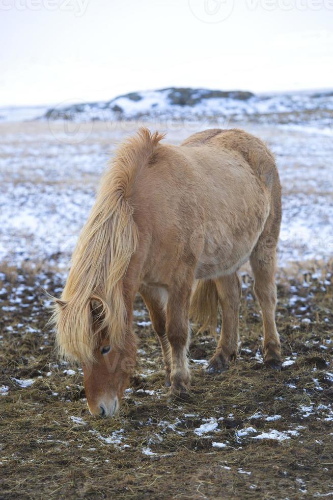 Retrato de un caballo islandés rubio foto