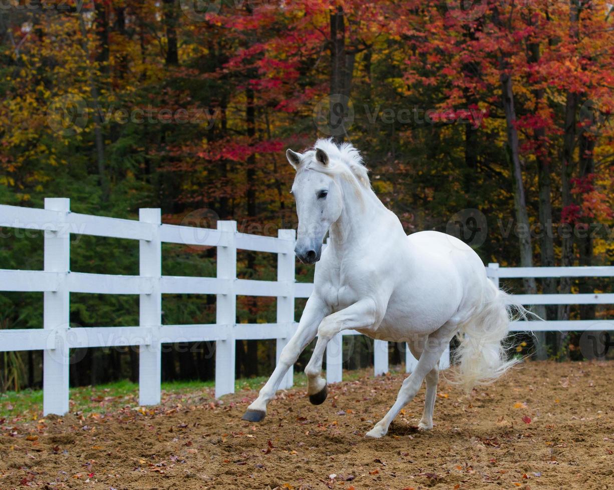 White stallion Galloping 844635 Stock Photo at Vecteezy