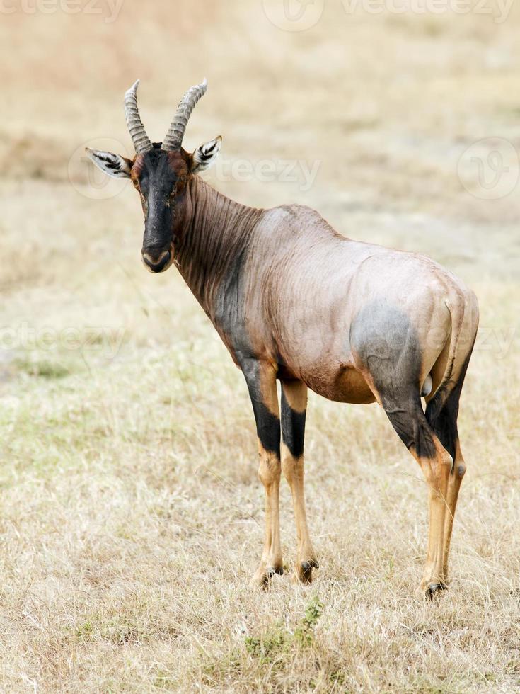 Masai Mara Topi photo