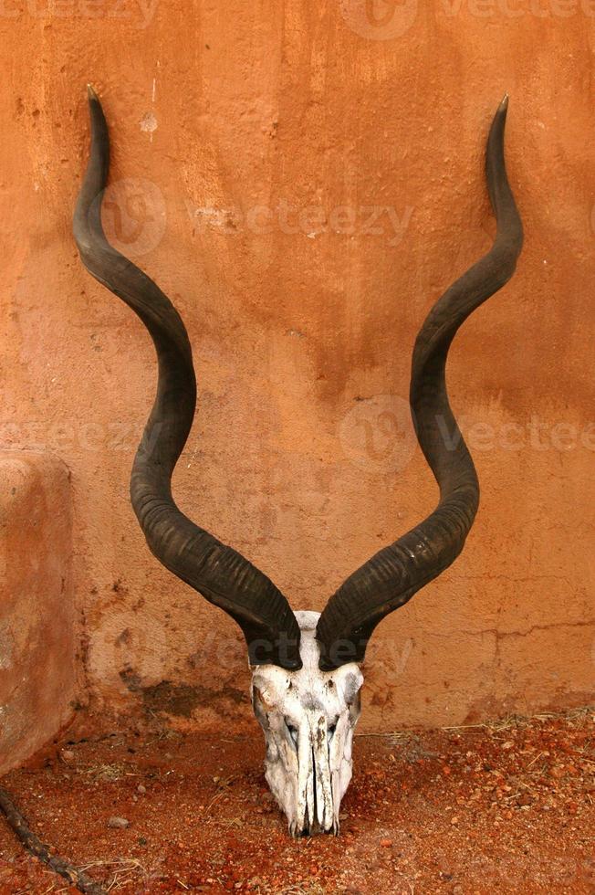 animal skull with horns 844696 Stock Photo at Vecteezy animal skull with horns 844696 Stock Photo at Vecteezy