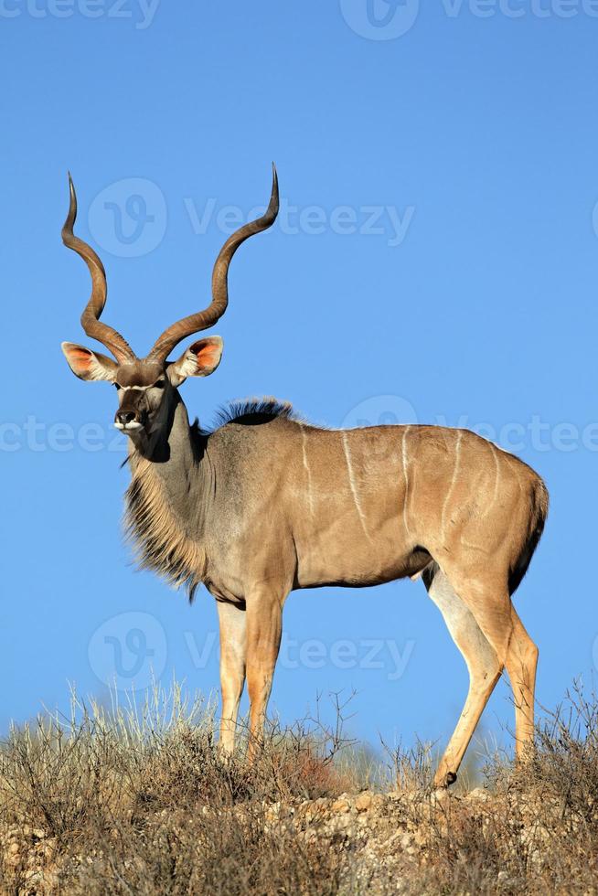 Kudu antelope photo