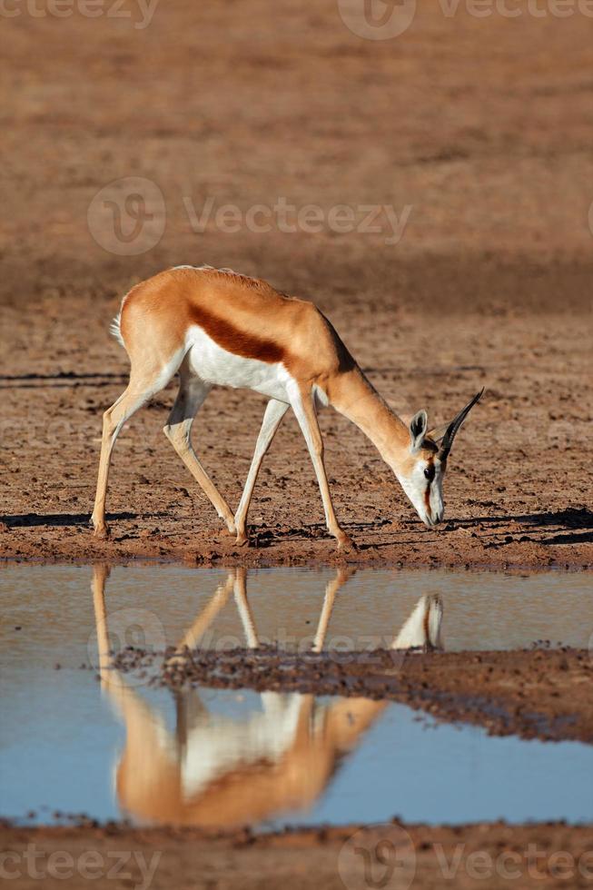 Springbok antelope photo