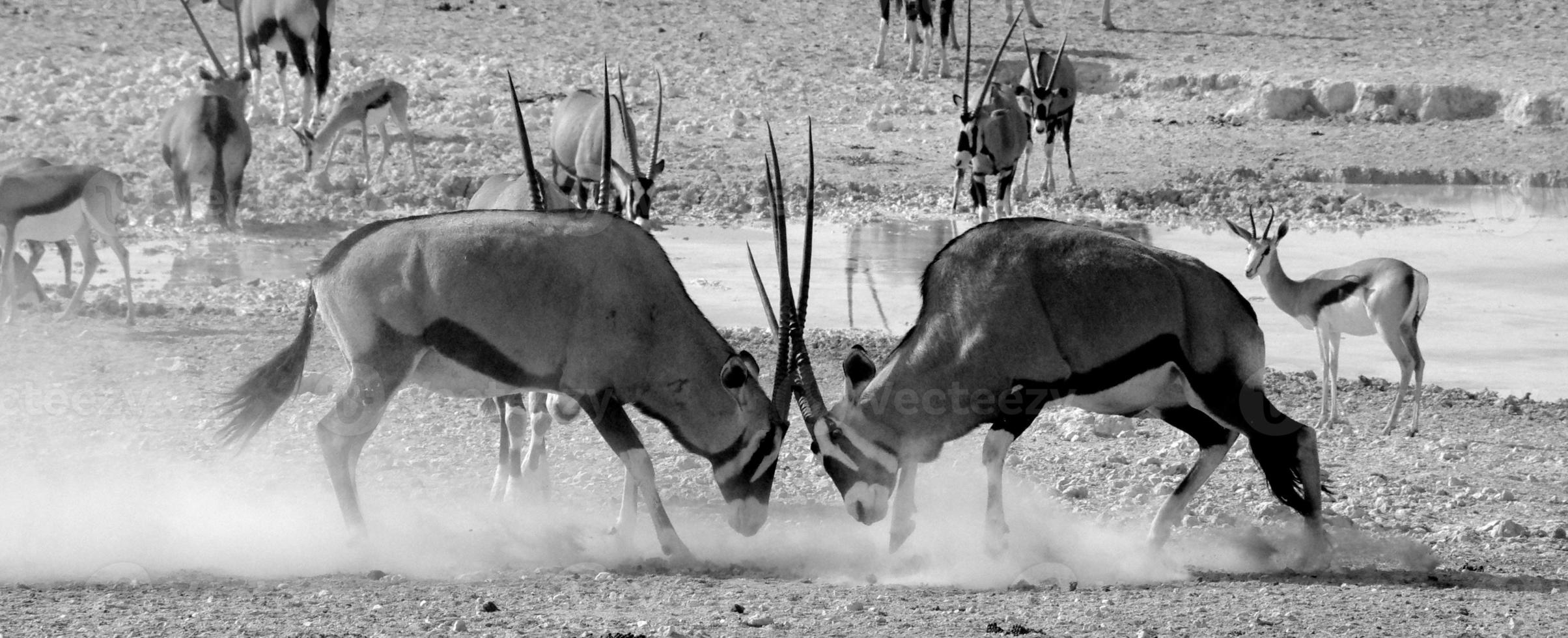 Gemsbok lock horns 844776 Stock Photo at Vecteezy