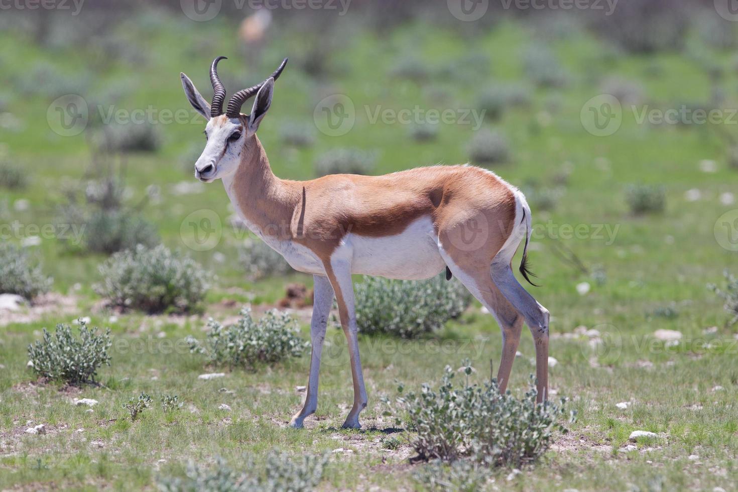 Springbok antelope (Antidorcas marsupialis) photo