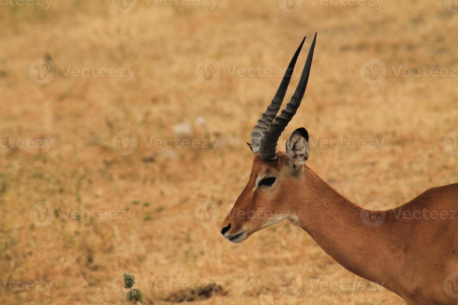 tiro lateral del antílope impala foto