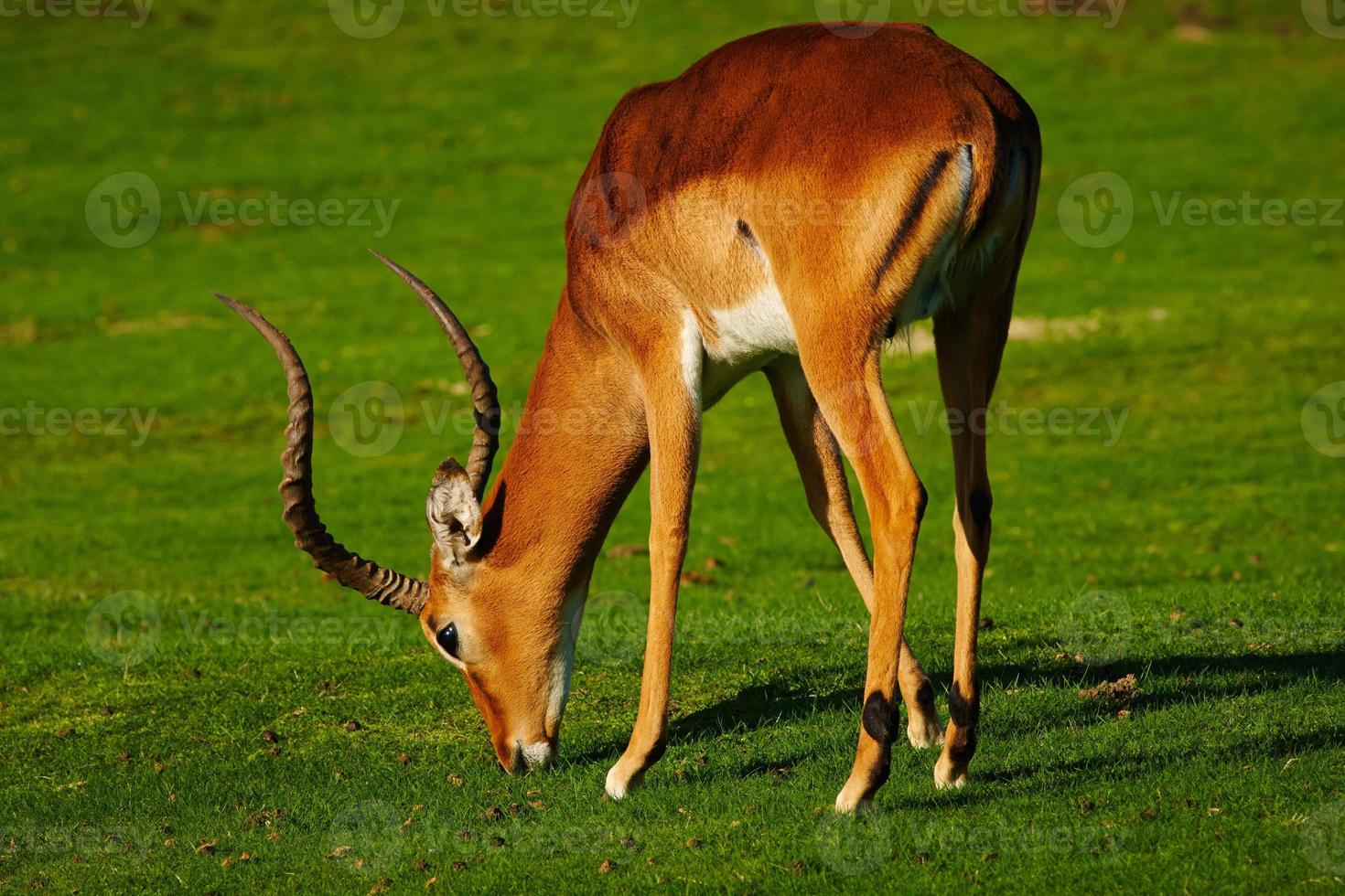 Mature male impala on a lawn photo