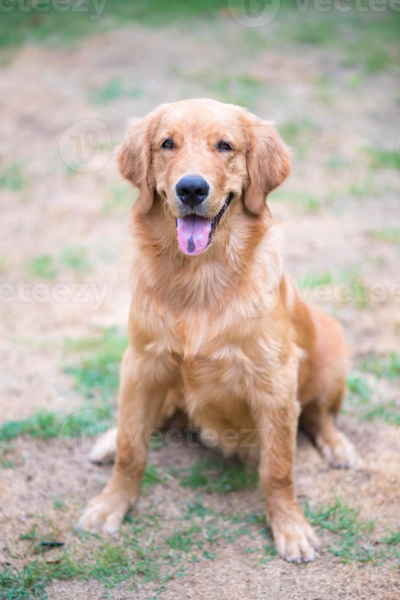 Golden Retriever 6 month old puppy 844852 Stock Photo at Vecteezy