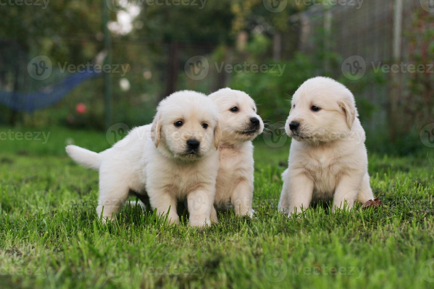 cachorros de golden retriever foto